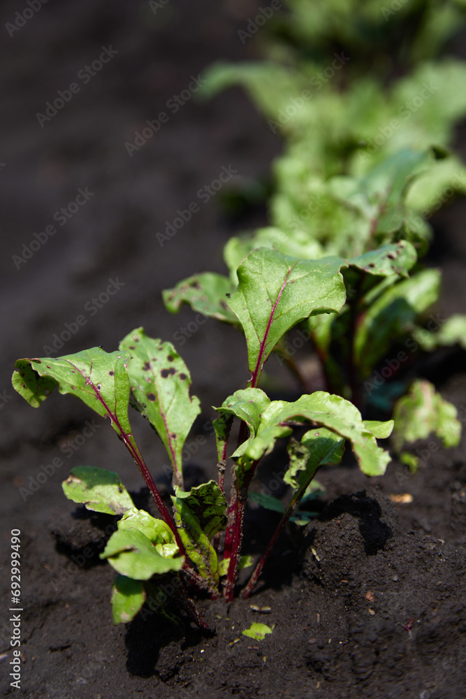 Beetroot plants in a row in garden Beetroot plants in a row in garden