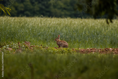 A wild hare in the foreground.