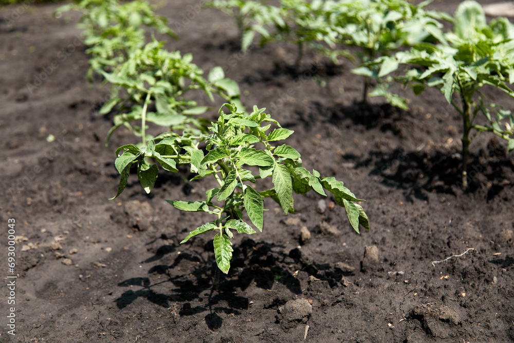 growing your tomato plants vegetables in the garden growing your tomato plants vegetables in the garden