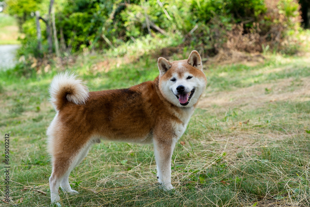 笑顔でこちらを見る柴犬 Shiba Inu looking at you with a smile 笑顔でこちらを見る柴犬 Shiba Inu looking at you with a smile