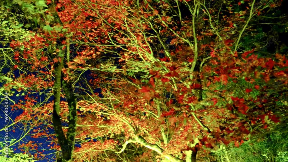 大井平公園のライトアップされた紅葉 pan 14sec