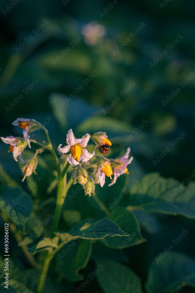 Blooming potatoes on the field. close-up of a Colorado potato beetle on a potato flower Blooming potatoes on the field. close-up of a Colorado potato beetle on a potato flower