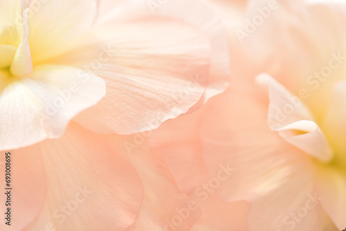 ベゴニアのクローズアップ　花のぼかし

