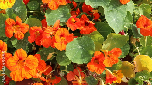 Tableau sur toile Garden nasturtium flowers in the garden in spring