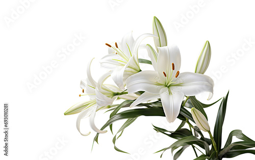 White Lily Beauty On Isolated Background