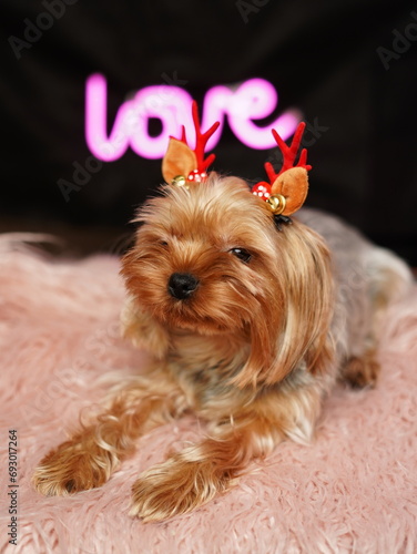 Yorkshire Terrier against a pink fur pillow. Fluffy, cute Yorkshire terrier with bow on his head looks at the camera. Domestic cute dog