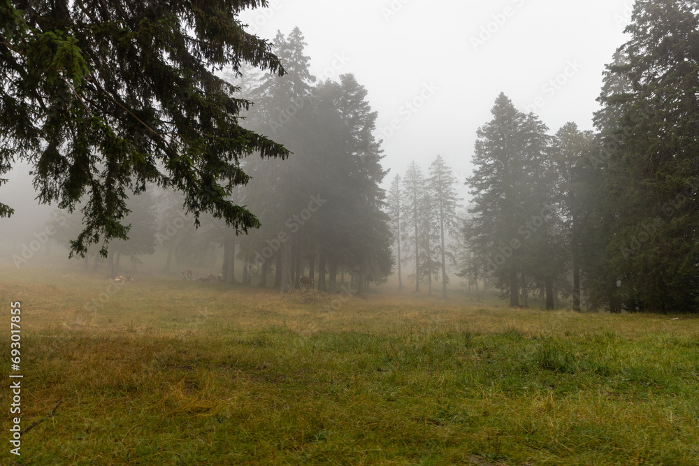 Obraz premium misty mountains and green trees