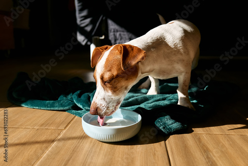 Jack Russell terrier dog drinking milk from bowl on the parquet floor in living room in a sunny day. photo