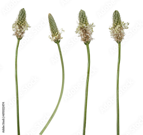 Bilde på lerret Macro photography with plantain ( plantago major ) flowers isolated on transparent background