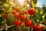 tomatoes grow in the vegetable garden in sunny day.