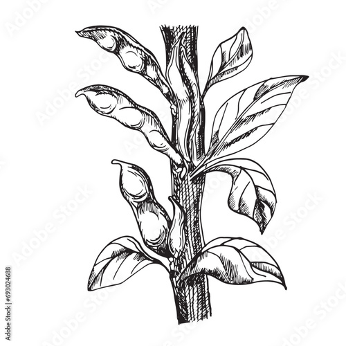 Plant green beans vector illustration isolated on white. Haricot ink hand drawn. Beans pod with leaves black white graphic. Legume plant. For design menu, wrapping, ingredients of dishes, packaging