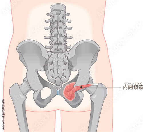 内閉鎖筋、股関節、骨盤、筋肉、イラスト、illustration