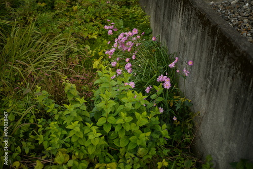 路地の花 photo