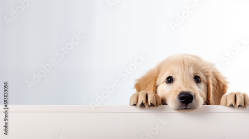 Adorable Golden Retriever Puppy Peeking Over Table Against White Background