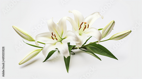 White lily flower isolated on white background