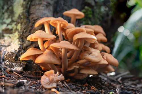 Armillaria tabescens is a parasitic mushroom that grows in clusters on weak and susceptible trees. photo