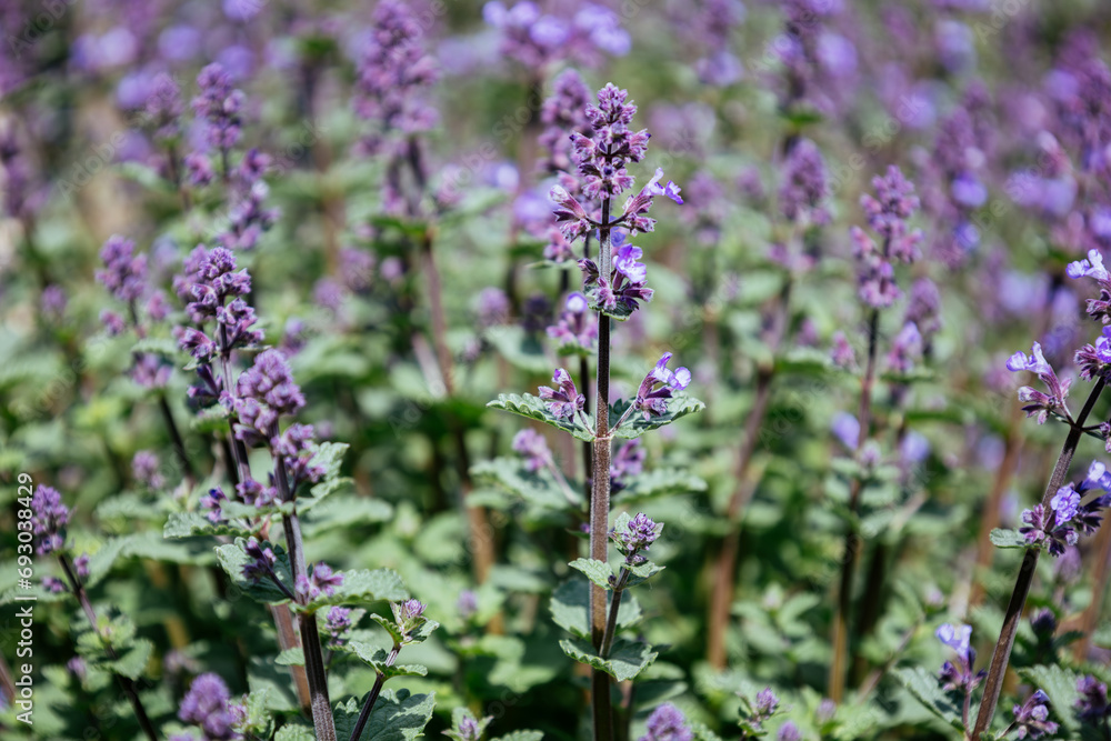 Blossom of bright dwarf catnip in spring. Nepeta racemosa. Violet flowers. Honey plant. Natural beauty of spring flower. Raceme catnip from the mint family Lamiaceae. Seasonal wallpaper for design. Blossom of bright dwarf catnip in spring. Nepeta racemosa. Violet flowers. Honey plant. Natural beauty of spring flower. Raceme catnip from the mint family Lamiaceae. Seasonal wallpaper for design.
