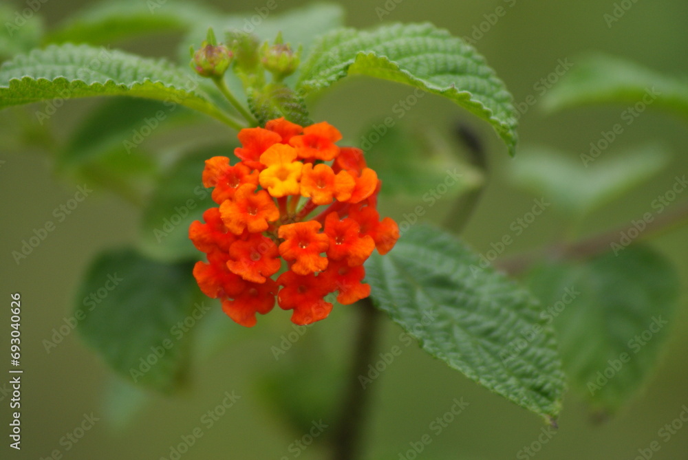 Closeup of a Lantana flower Closeup of a Lantana flower
