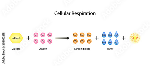 Cellular Respiration Equation. Metabolic reactions. Biology Education. Vector illustration.