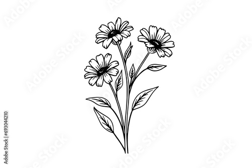 Hand drawn ink sketch of meadow wild flower. Engraved style vector illustration.