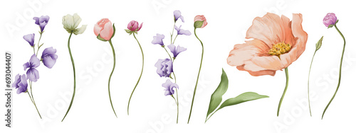 Set of watercolor spring clip art elements. Ranunculus floral burgeons  wildflowers and leaves