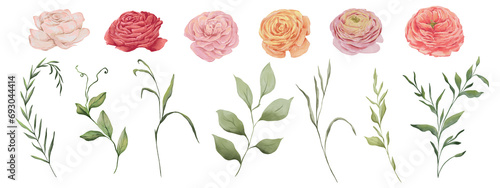 Set of watercolor floral clip art graphics. Ranunculus blooming flowers and watercolor greenery photo