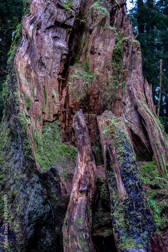 Lush woods rainforest jungle tree nature landscape scenery in Sitka Historical Park hiking trails with creeks, green bushes and vegetation in magic fairytale environment Baranof Island photo