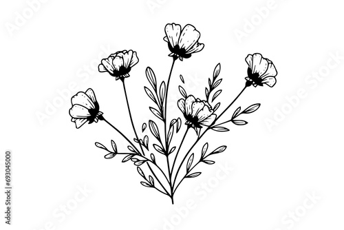 Hand drawn ink sketch of meadow wild flower. Engraved style vector illustration. photo