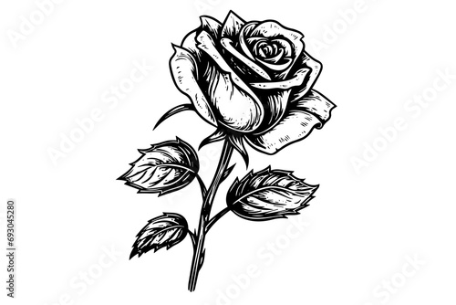 Rose flower hand drawn ink sketch. Engraving style vector illustration.
