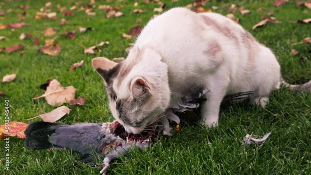 domestic cat eating a pigeon on green lawn, slow motion close-up. domestic cat eating a pigeon on green lawn, slow motion close-up.
