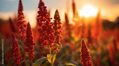 Image of a thriving quinoa plant, showcasing the vibrant and nutritious crop. photo