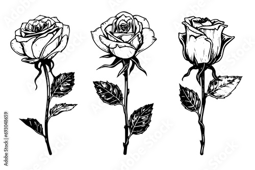 Set of rose flower hand drawn ink sketch. Engraving style vector illustration.