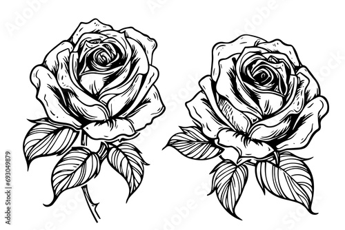 Set of rose flower hand drawn ink sketch. Engraving style vector illustration. photo