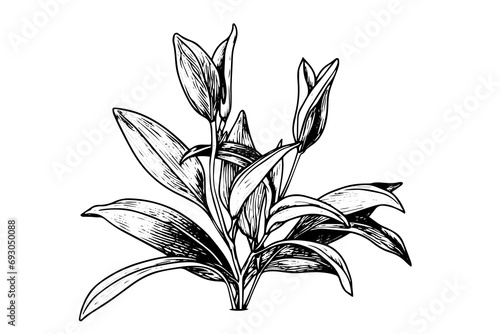 Hand-drawn ink sketch of minimal plant, black forts for graphic design. Engraved style vector illustration.