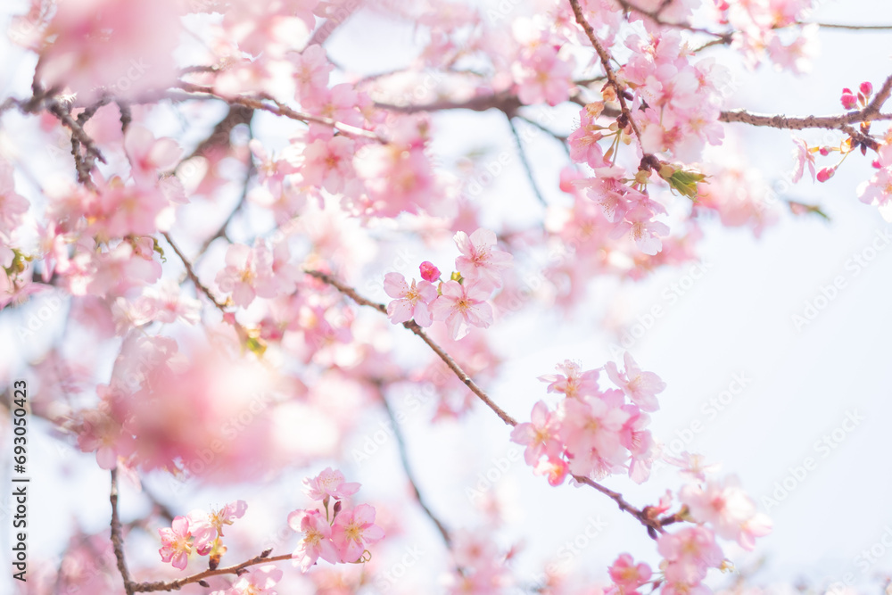 満開の桜とフリースペース