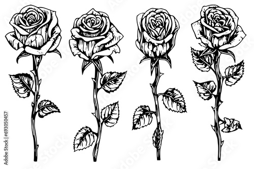 Set of rose flower hand drawn ink sketch. Engraving style vector illustration.