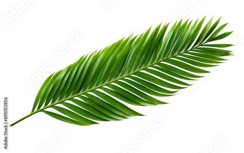 Lush Texture Unveiled The Fresh Green Palm Leaflet's Beauty Isolated on Transparent Background PNG.