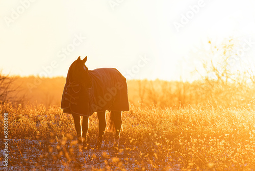 Horse silhouette standing in an autumn meadow at sunset © Jim Cumming