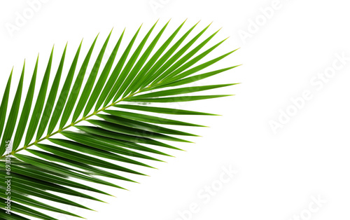 Elegance Reveling in Nature's Textures Through Fresh Palm Leaves Isolated on Transparent Background PNG.