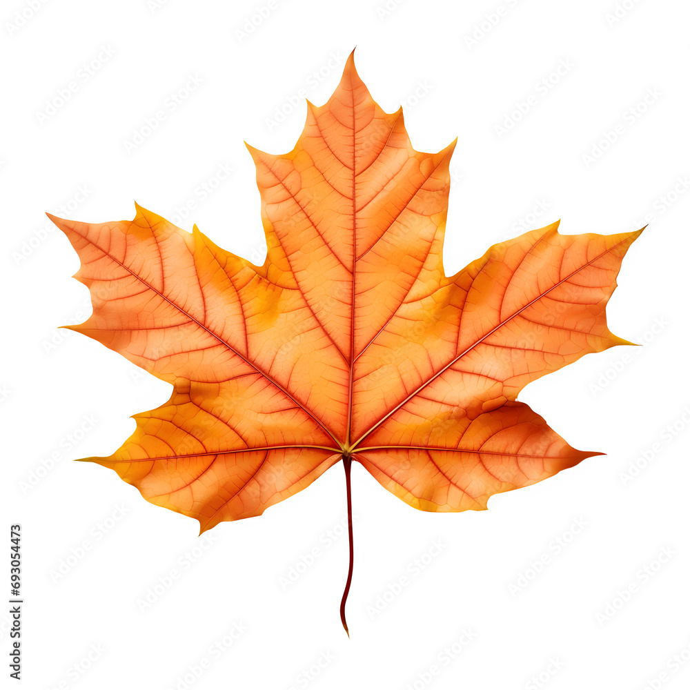 Fototapeta premium Maple Autumn Leaf isolated on transparent background Generative AI