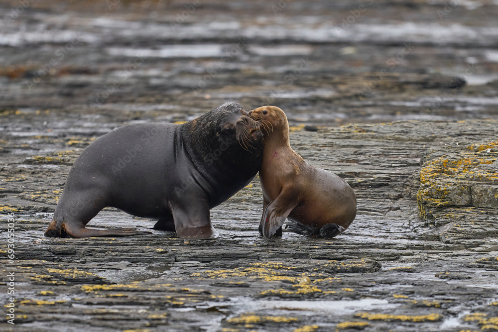 Fototapeta premium Large male Southern Sea Lion (Otaria flavescens) courting a young female on the coast of Bleaker Island in the Falkland Islands.