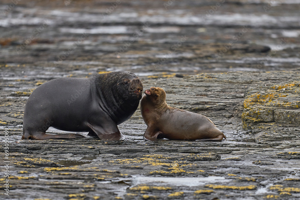 Fototapeta premium Large male Southern Sea Lion (Otaria flavescens) courting a young female on the coast of Bleaker Island in the Falkland Islands.