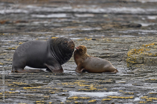 Large male Southern Sea Lion (Otaria flavescens) courting a young female on the coast of Bleaker Island in the Falkland Islands.