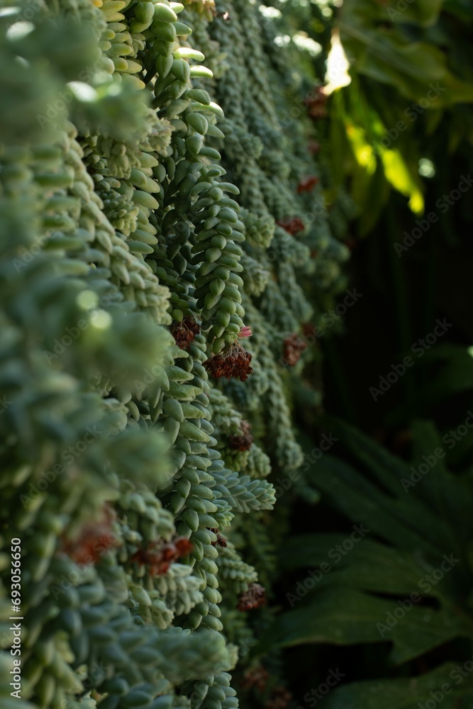 Close-up of green donkey's tail succulent with purple flowers Close-up of green donkey's tail succulent with purple flowers