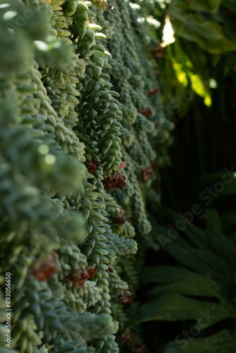 Close-up of green donkey's tail succulent with purple flowers