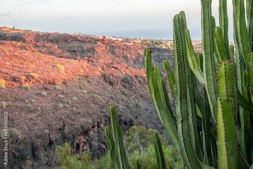 Saguaro Cactus in the Red Desert of Tenerife