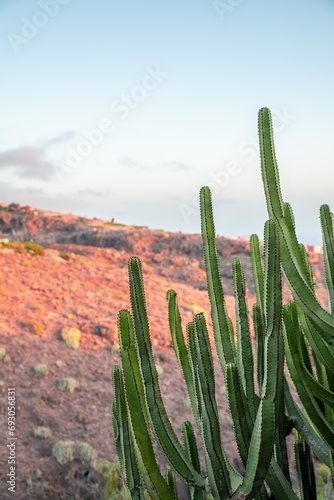 Beautiful Desert Landscape with Blooming Cacti and Clear Sky