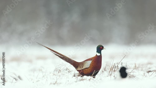 Bird Common pheasant Phasianus colchius Ring-necked pheasant in natural habitat, blue background, snowy grassland Poland Europe winter time photo