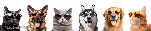 Set of Cool Pets: Sunglass-Adorned Dog and Cat, Pet Summer, Isolated on Transparent Background, PNG