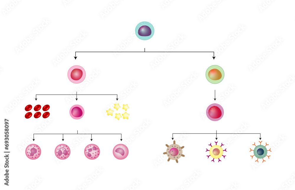 Hematopoiesis, stem cell, common myeloid and lymphoid progenitor cells, myeloblast, lymphoblast, red blood cells, platelets, Basophil, neutrophil, eosinophil, monocyte, NK cell, T and B lymphocytes. Hematopoiesis, stem cell, common myeloid and lymphoid progenitor cells, myeloblast, lymphoblast, red blood cells, platelets, Basophil, neutrophil, eosinophil, monocyte, NK cell, T and B lymphocytes.